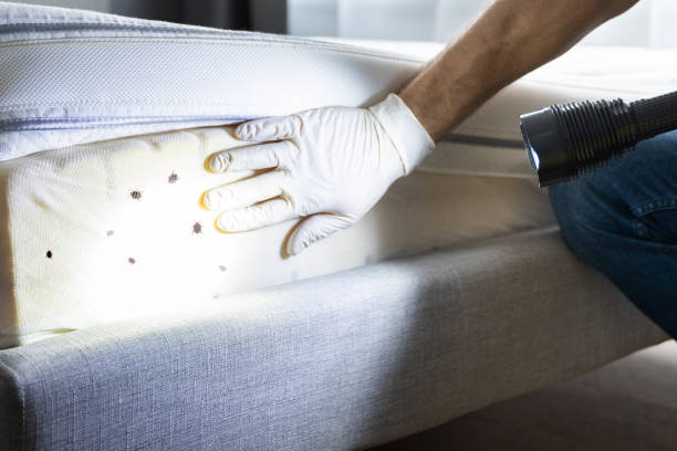 Best Flea Control Services  in Oneida, TN